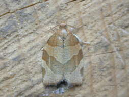 Image of barred fruit-tree tortrix