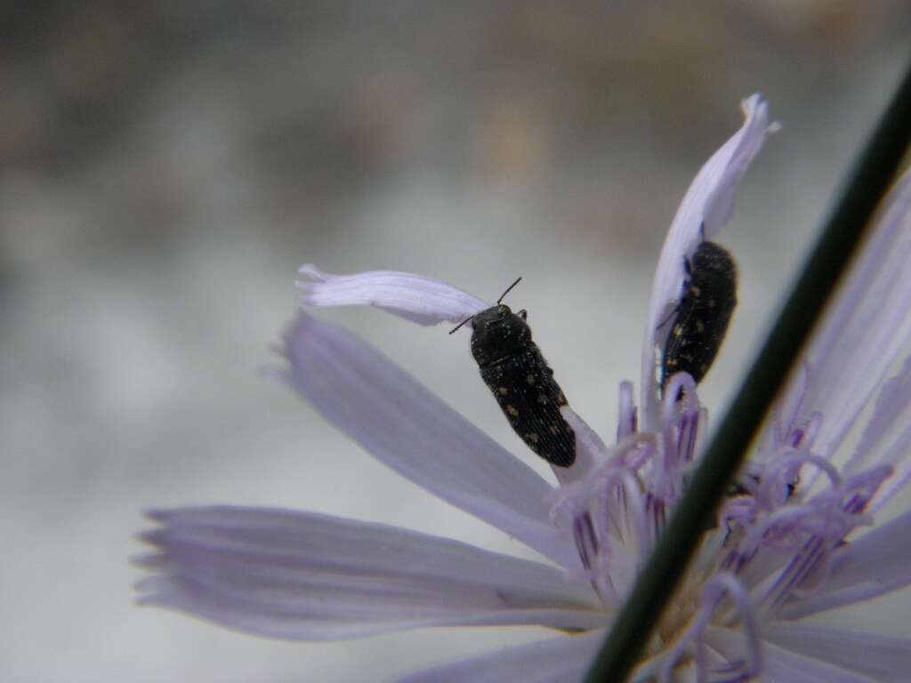 Image of Acmaeodera tubulus (Fabricius 1801)