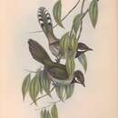 Image of Black-throated Whipbird