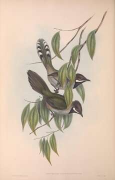 Image of Psophodes Vigors & Horsfield 1827