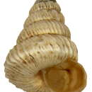 Image of Trochoidea liebetruti (Albers 1852)