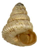 Image of Trochoidea T. Brown 1827