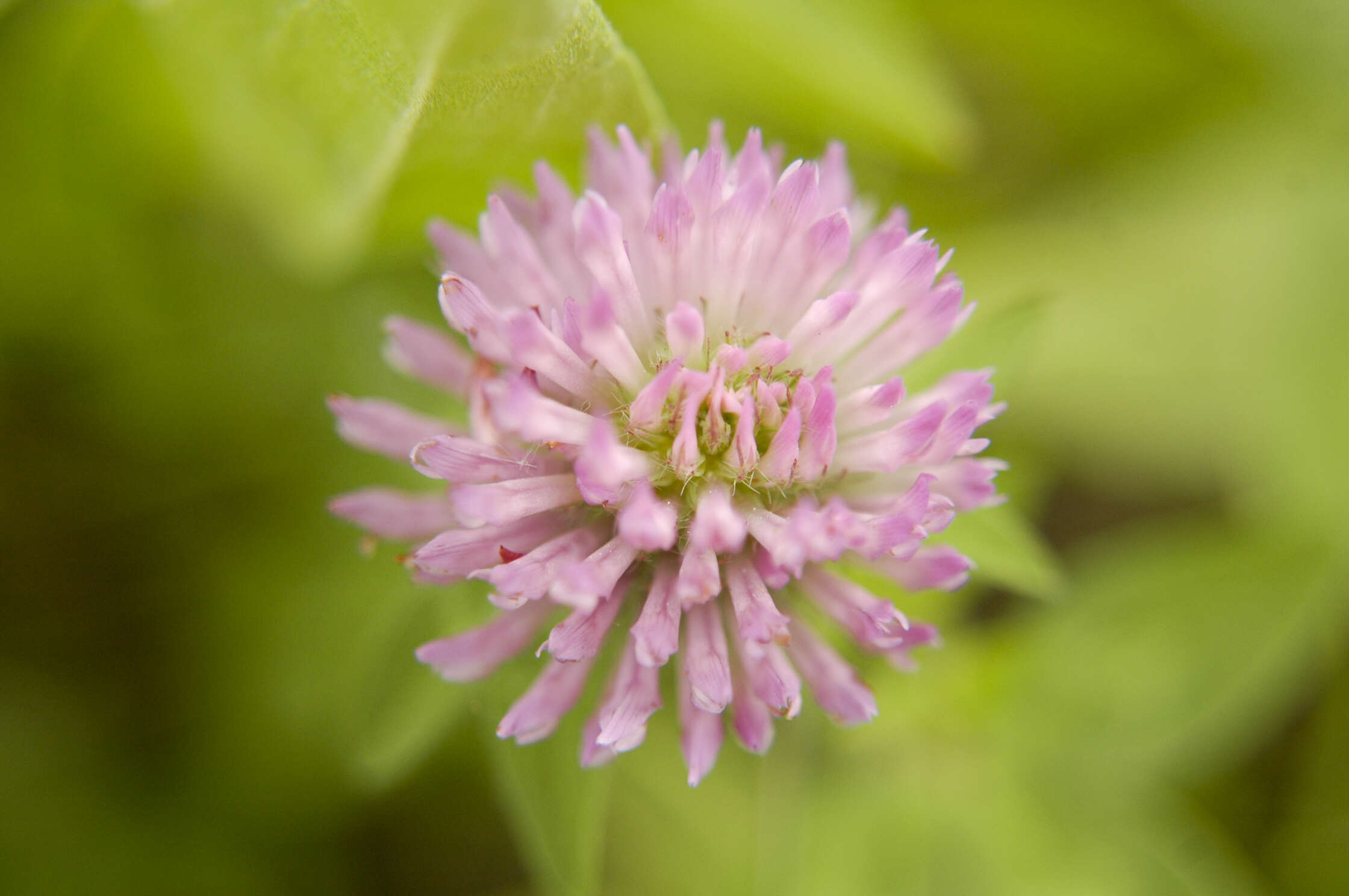 Image of Red Clover