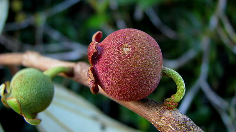 Image of Henriettea succosa (Aubl.) DC.