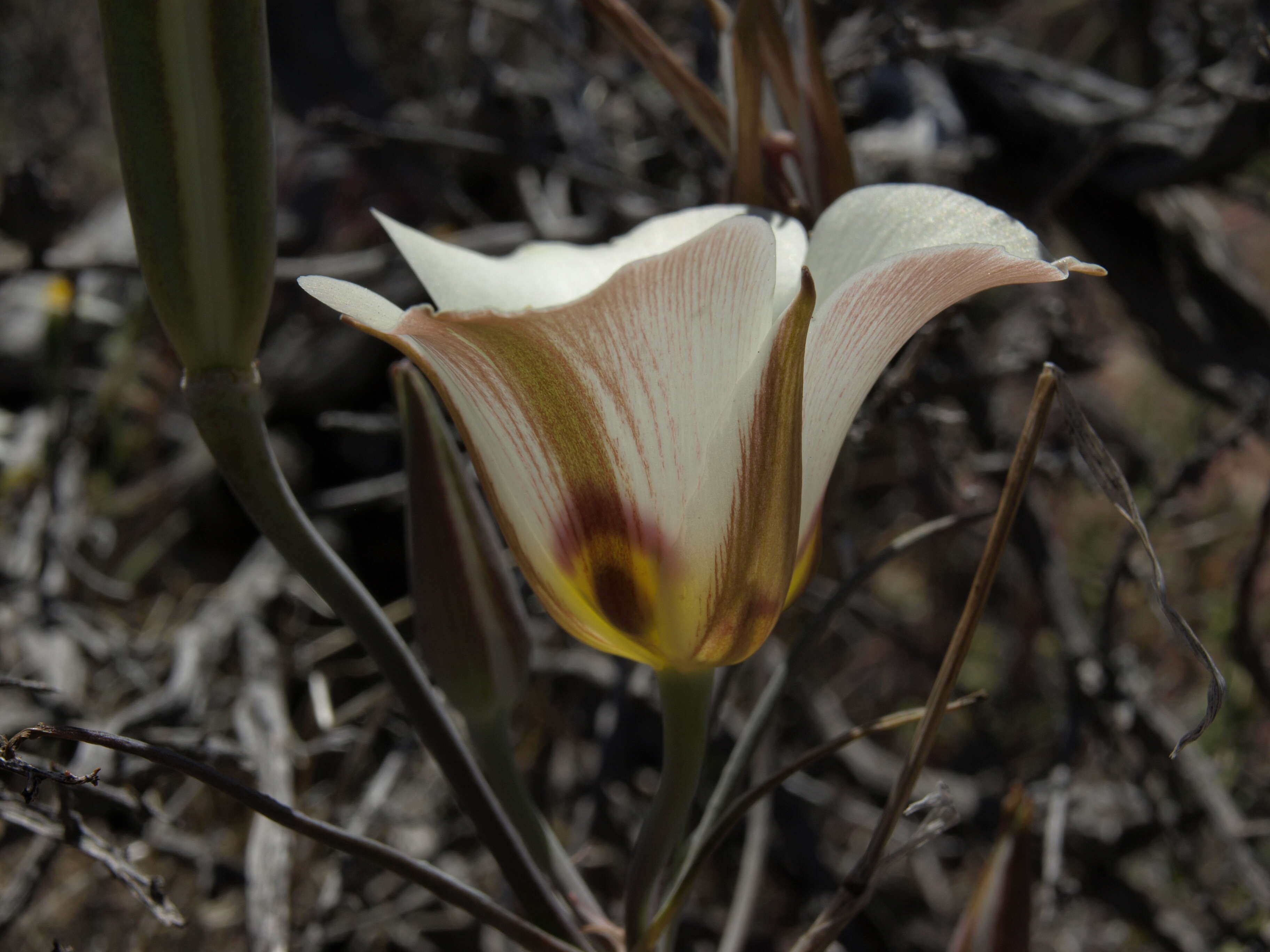 Image de Calochortus bruneaunis A. Nelson & J. F. Macbr.