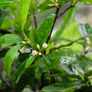 Pittosporum balansae Aug. DC. resmi