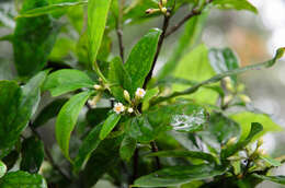 Pittosporum balansae Aug. DC.的圖片