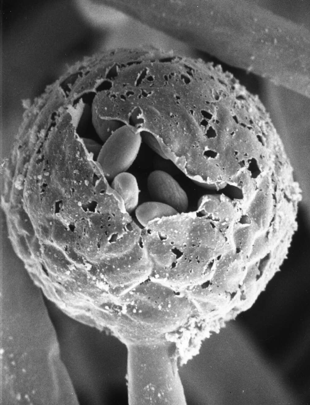 Image of Mucoromycotina