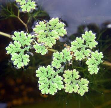 Image of Mosquito fern