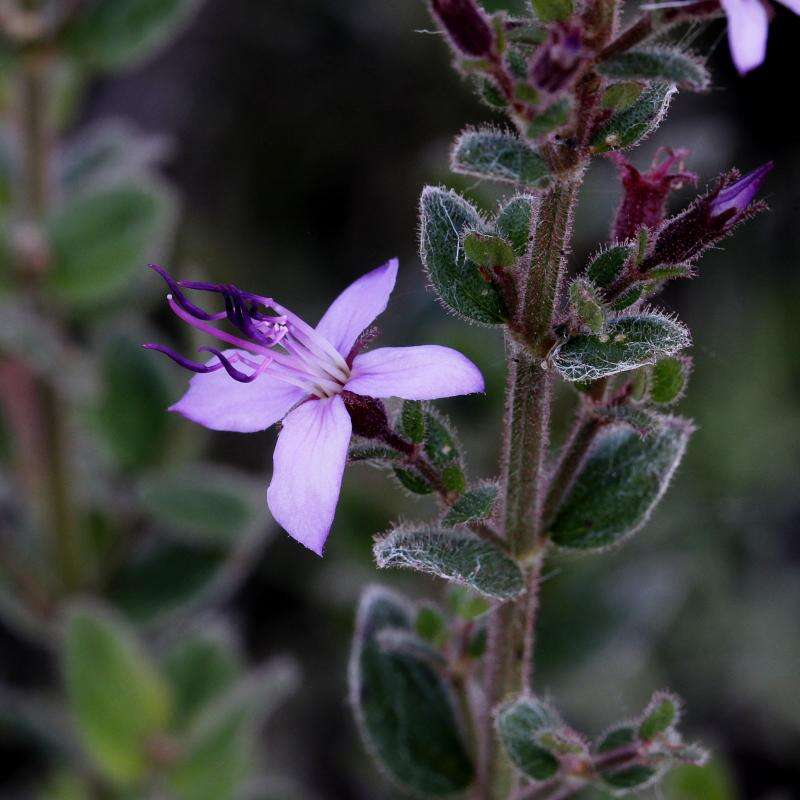 Image of Fritzschia lanceiflora (DC.) M. J. Rocha & P. J. F. Guim.