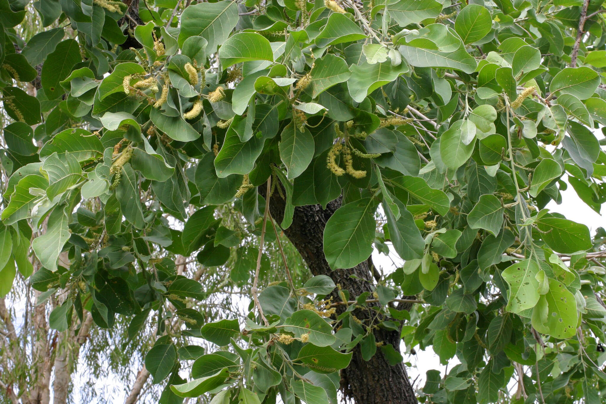 Image of Terminalia hadleyana W. V. Fitzg.