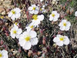 Image of Helianthemum violaceum (Cav.) Pers.