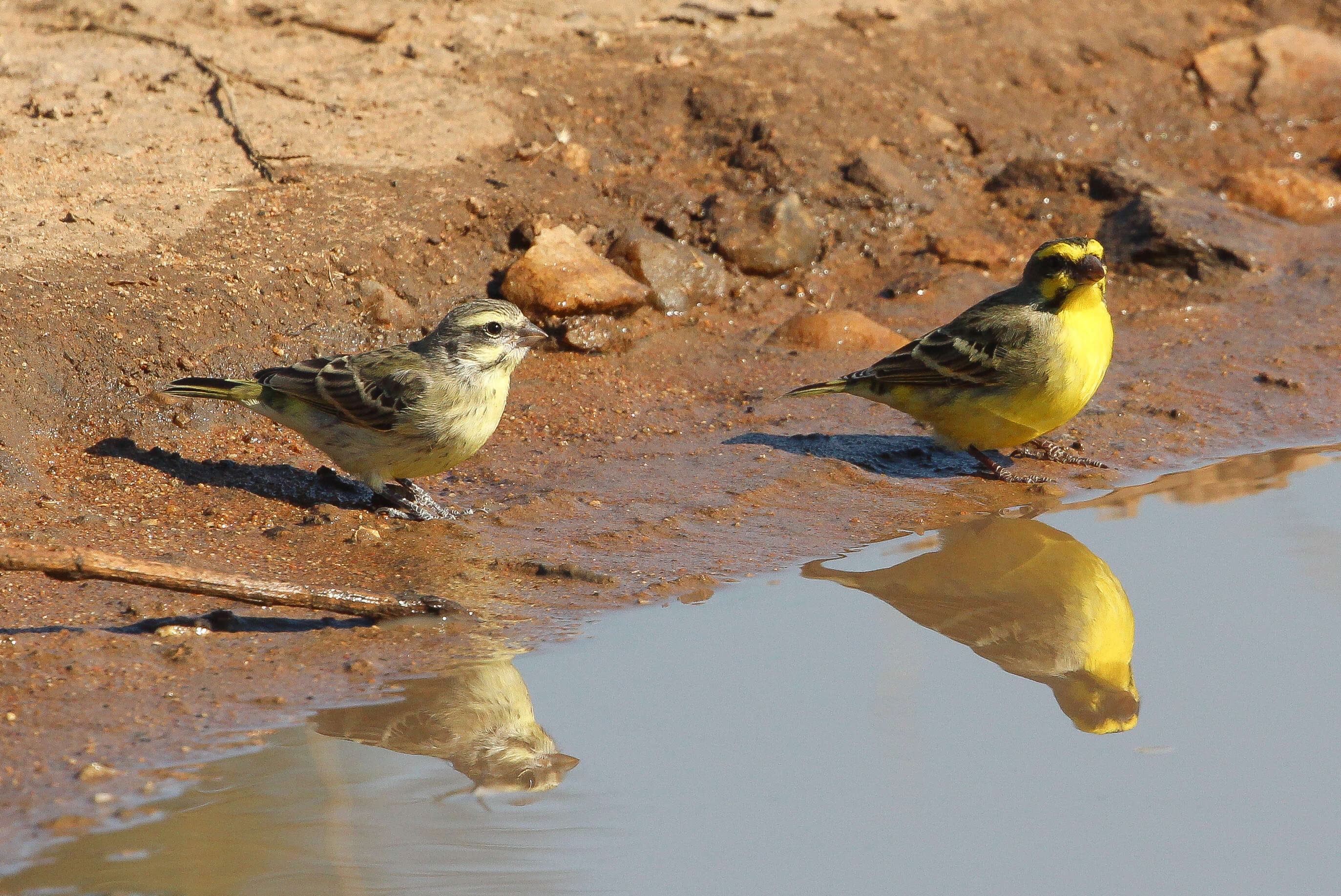 Image of finches