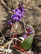 Image of Hardenbergia