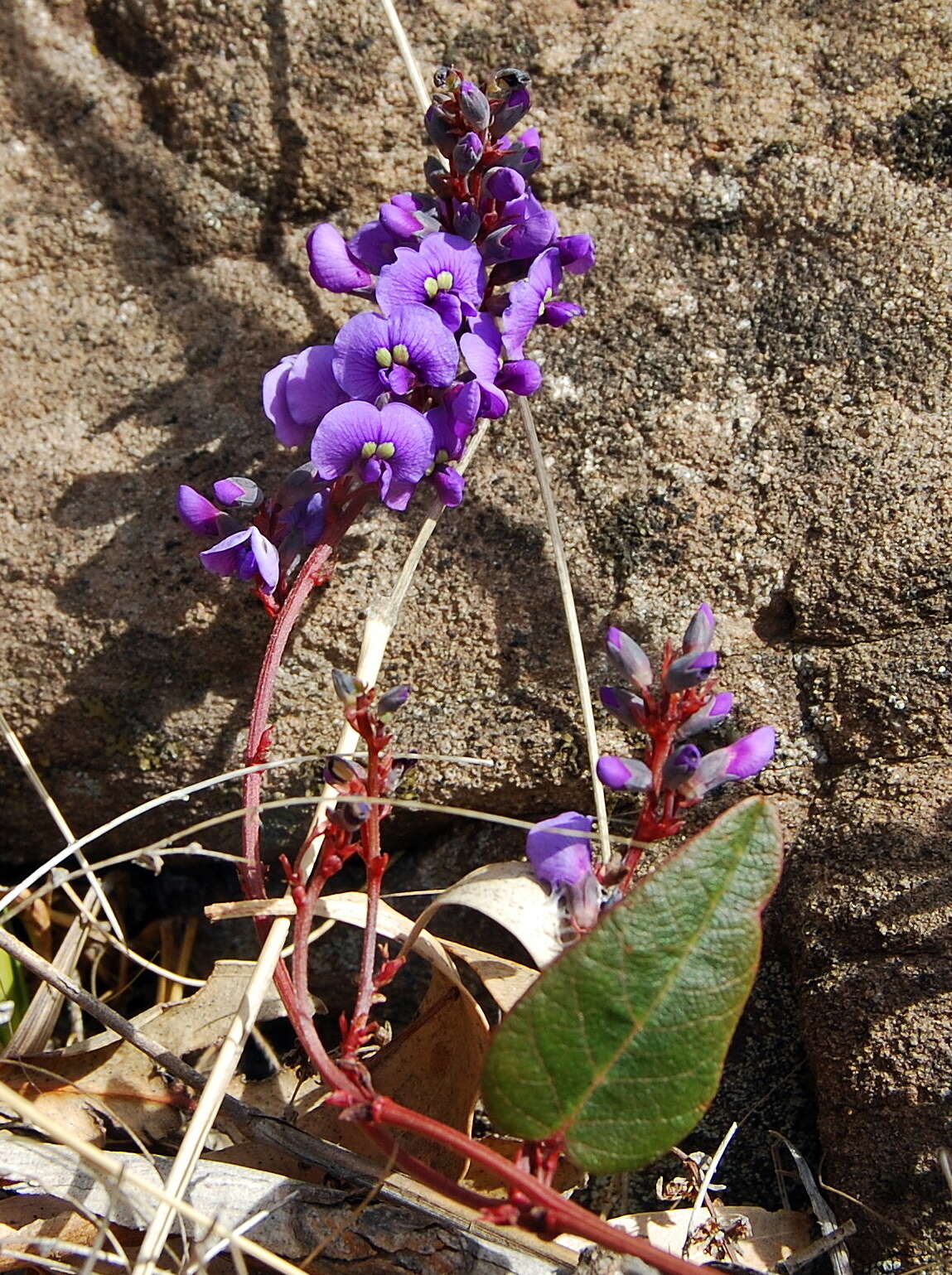 Image of coral-pea