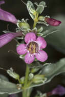 Image of whitemargin beardtongue