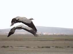 Image of Common Crane