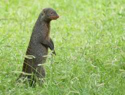 Image of Banded mongooses