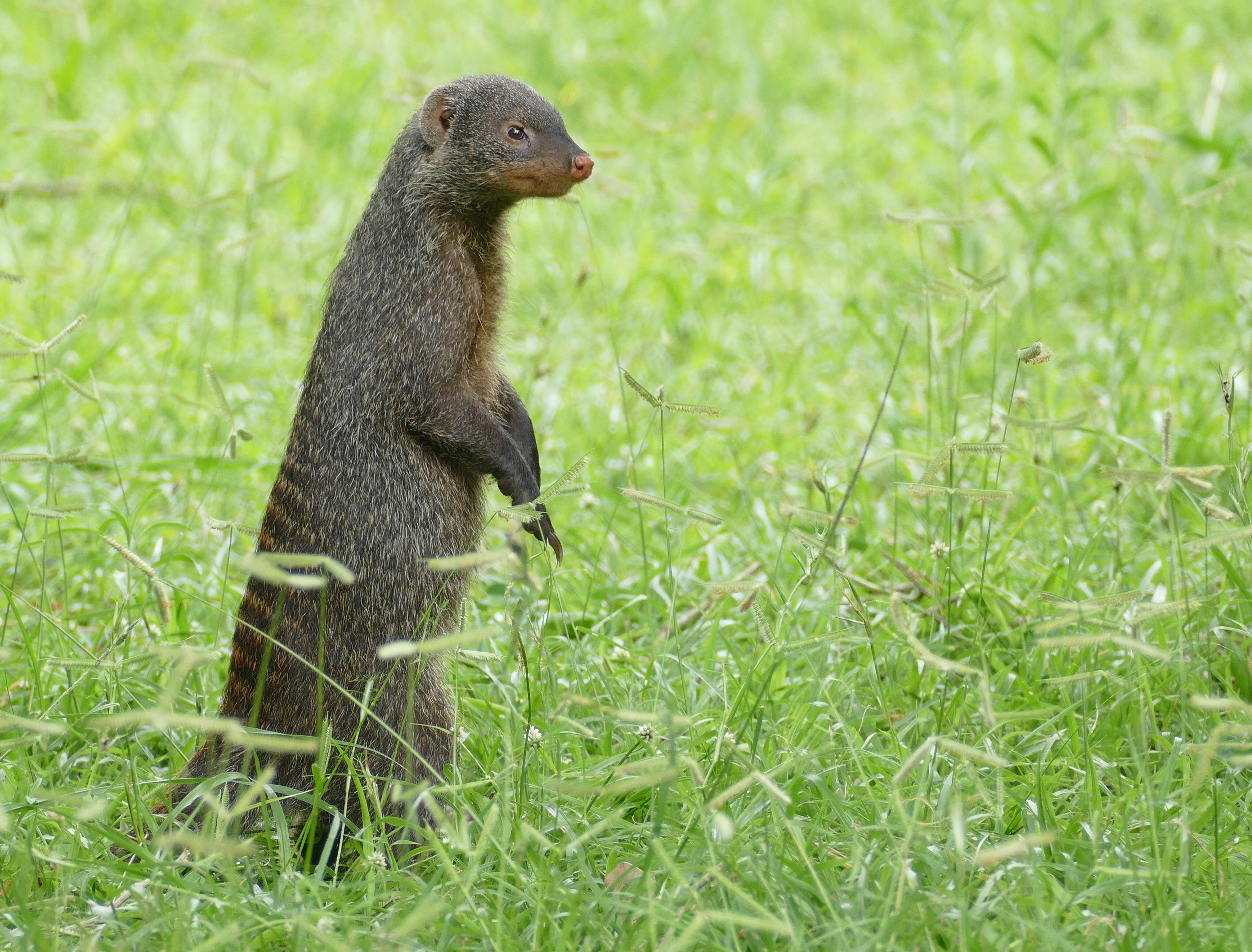 Image of Banded mongooses