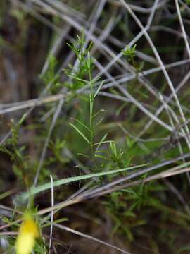 Image of Calea hymenolepis Baker