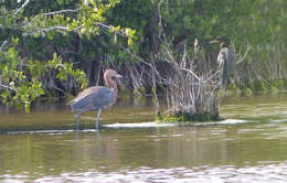 Image of neotropic cormorant