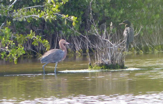 Image of neotropic cormorant