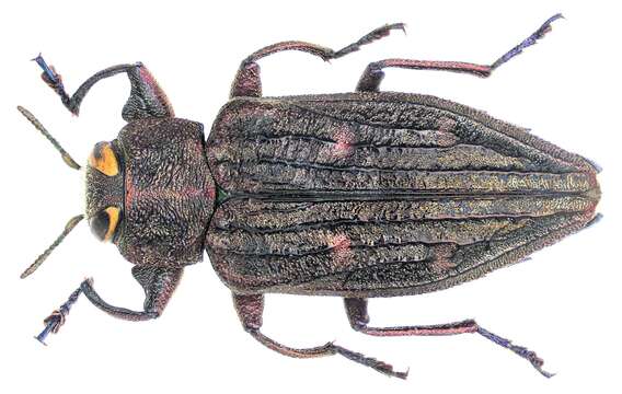 Image of Chrysobothris