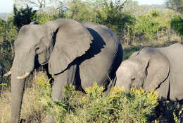 Image of African bush elephant