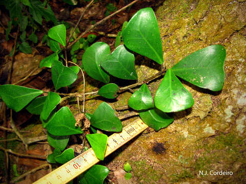 Image of Bark Cloth Fig