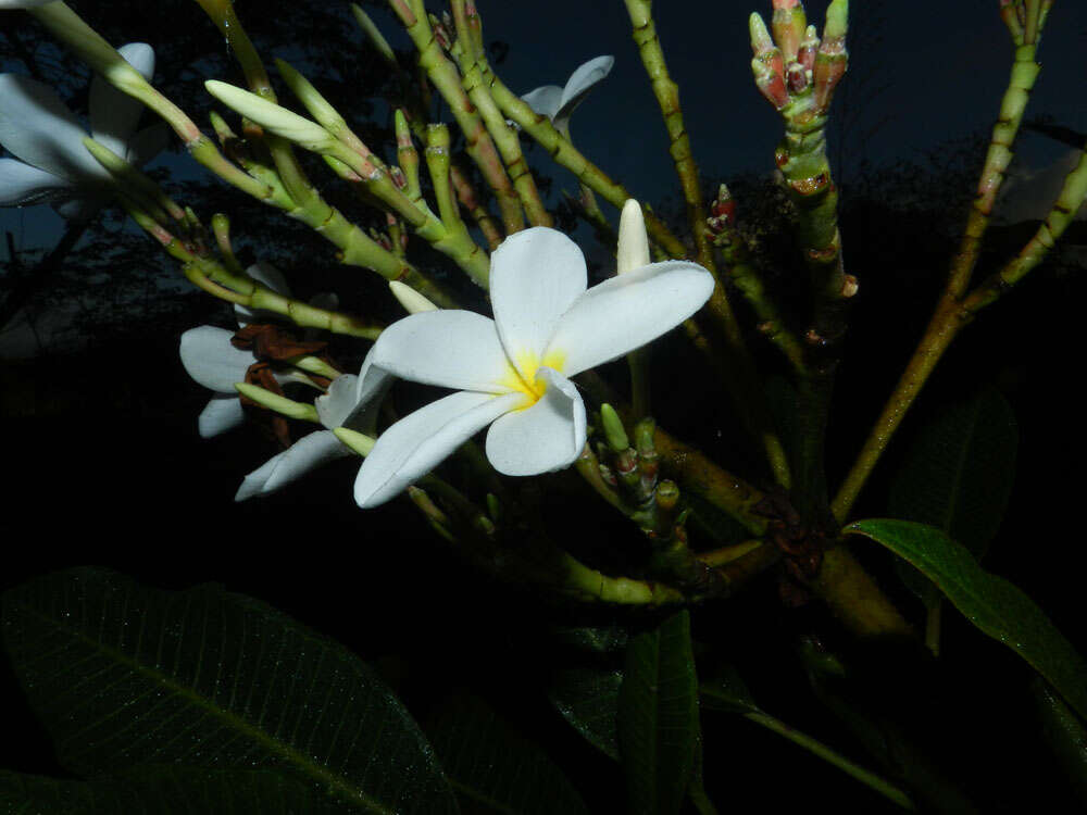 Image de Plumeria rubra L.