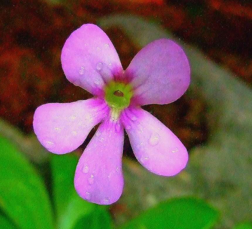 Image of Pinguicula esseriana B. Kirchner