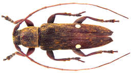 Mycerinopsis biguttata (Aurivillius 1927) resmi