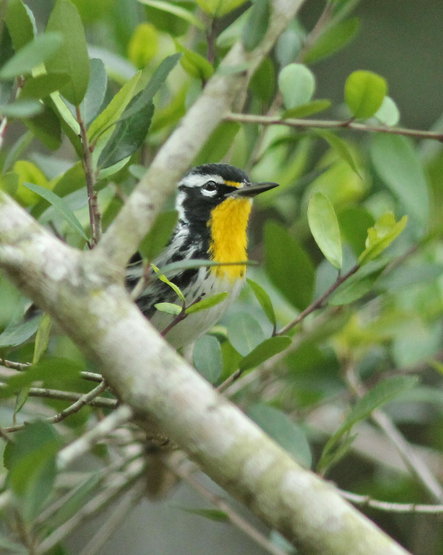 Image of Yellow-throated Warbler