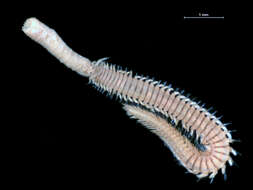 Phyllodocidae resmi