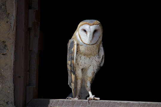 Image of Barn Owl