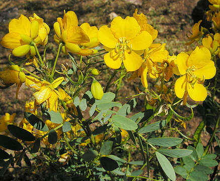 Слика од Senna candolleana (Vogel) H. S. Irwin & Barneby