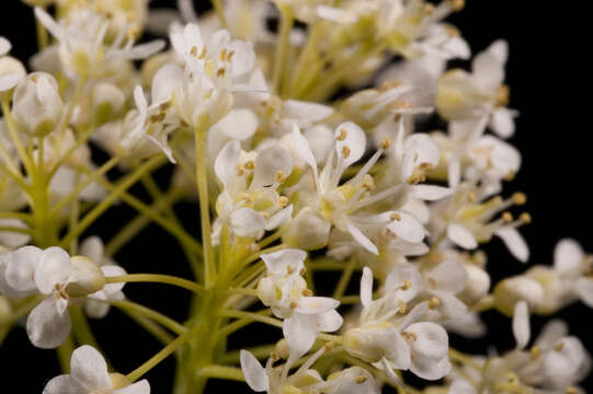 Image of field pennycress