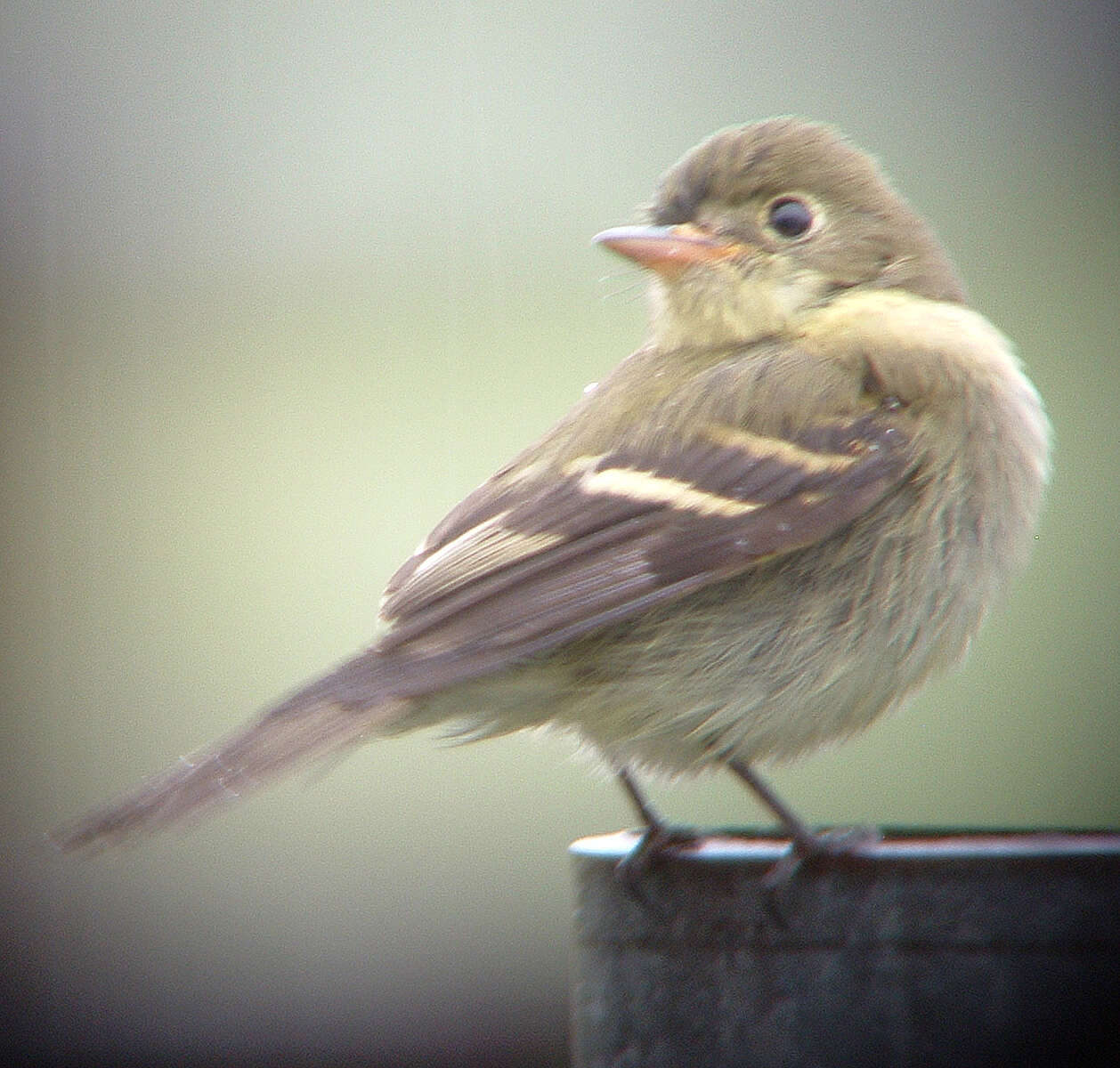 Imagem de Empidonax Cabanis 1855