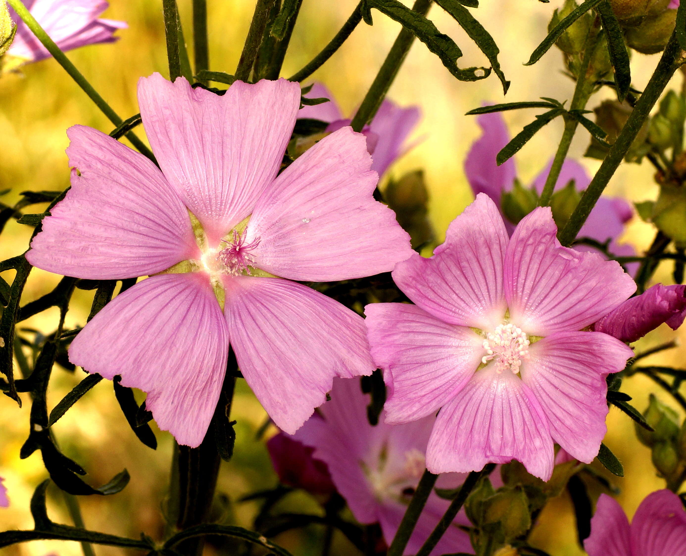 Image of musk mallow