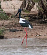 Image of Black-necked Stork