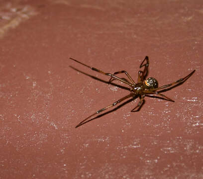 Image of Western Black Widow spider