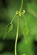 Image of common hop