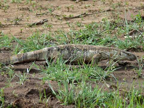 Imagem de Varanus albigularis Daudin 1802