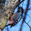 Image of Middle Spotted Woodpecker