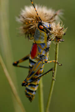 صورة Zonocerus elegans (Thunberg 1815)