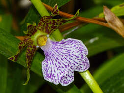 Image de Zygopetalum maculatum (Kunth) Garay