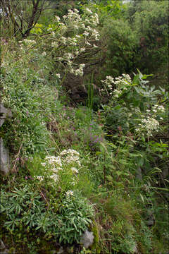 Imagem de Saxifraga hostii subsp. hostii