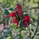 Lepidagathis floribunda (Pohl) C. Kameyama resmi