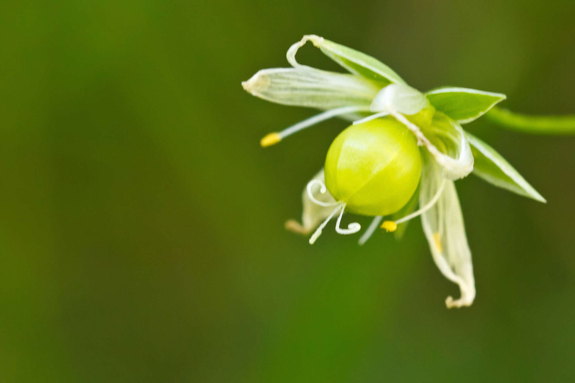 Image of Stellaria