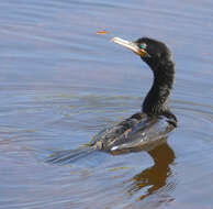 Image of neotropic cormorant